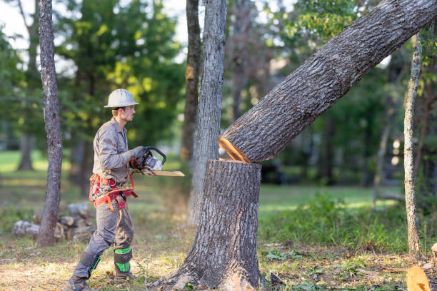 Tree Trimming and Pruning