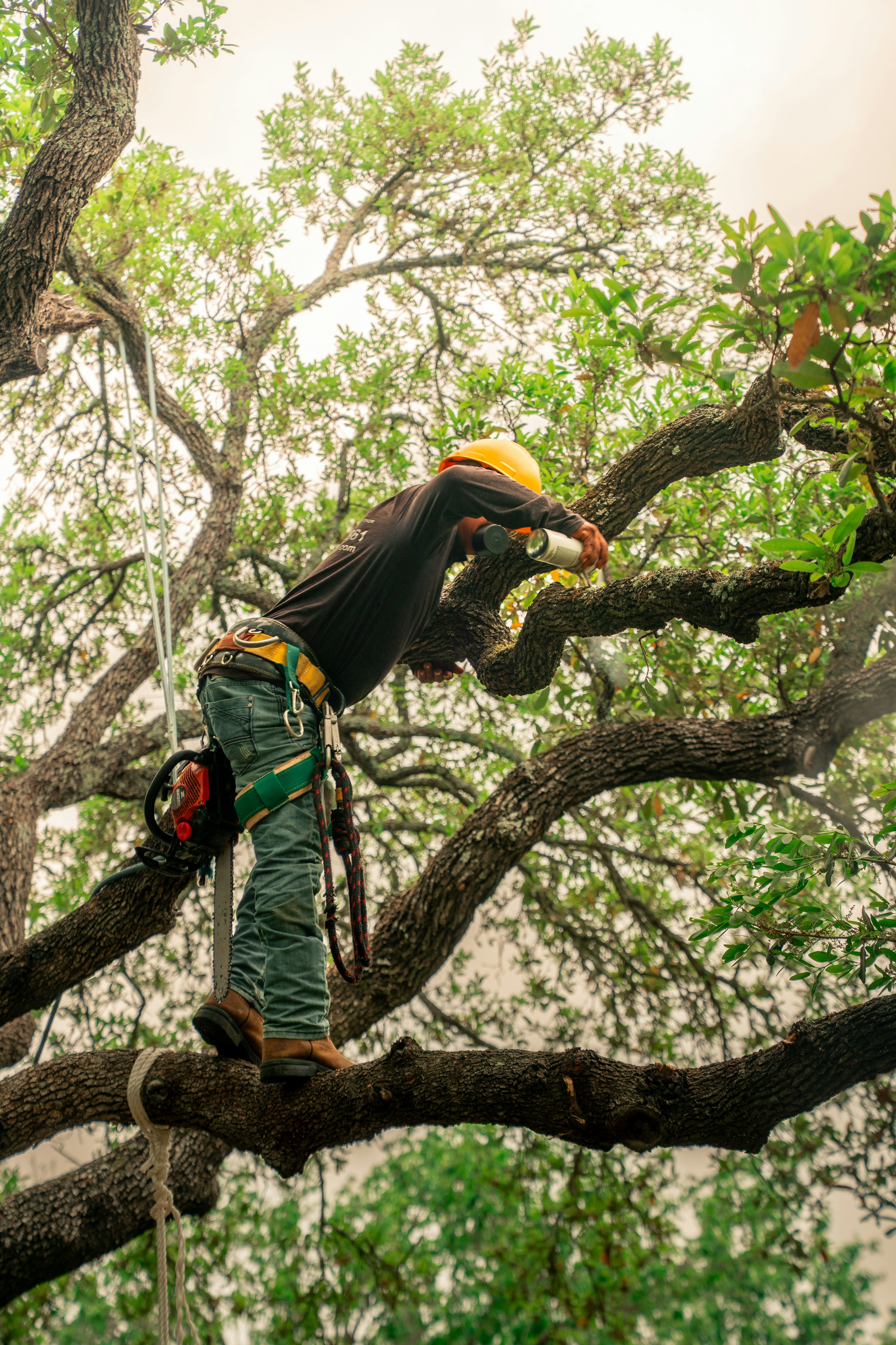 Tree Trimming and Pruning